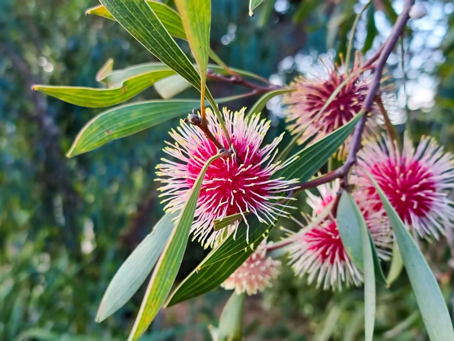 Hakea laurina - Pin Cushion Hakea Tubestock | Native Tree Seedling