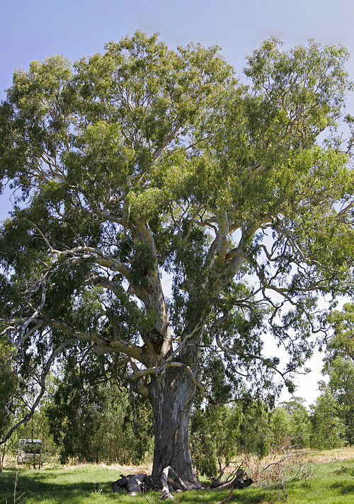 Eucalyptus Camaldulensis - River Red Gum
