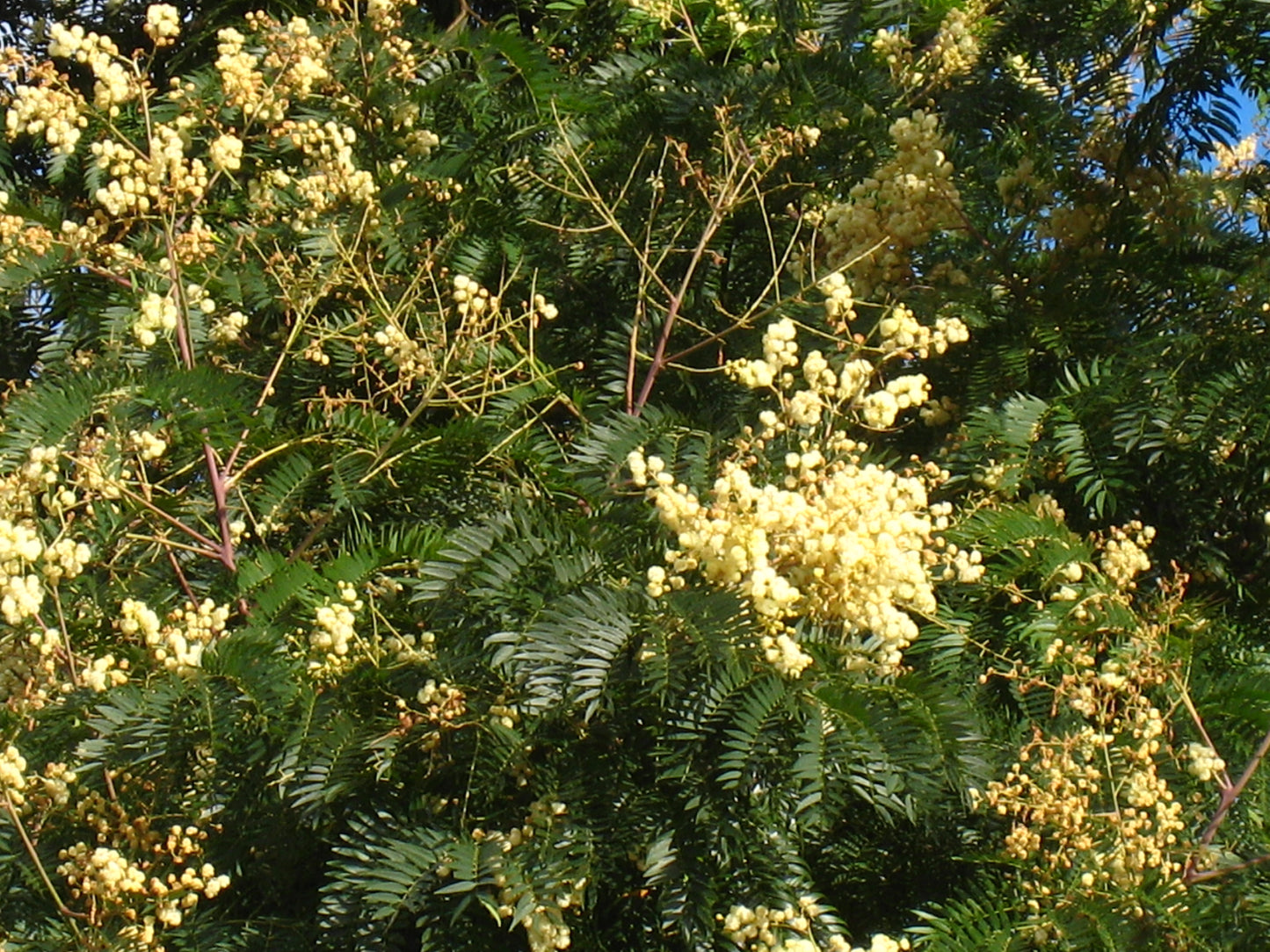 Acacia Elata - Cedar Wattle Tubestock | Native Tree Seedling