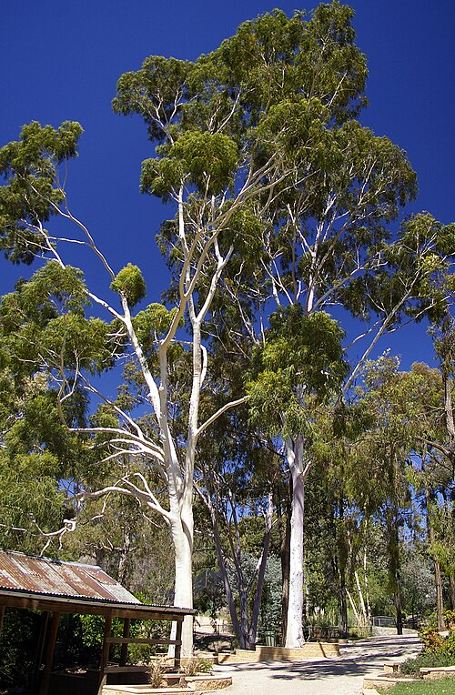 Corymbia Citridora - Lemon Scented Gum