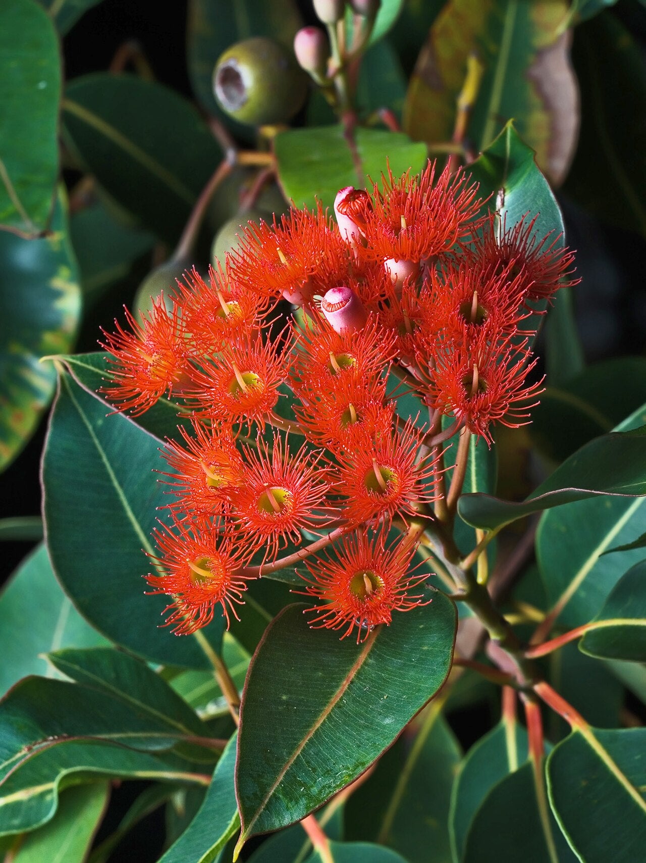 Corymbia Ficifolia - Red Flowering Gum