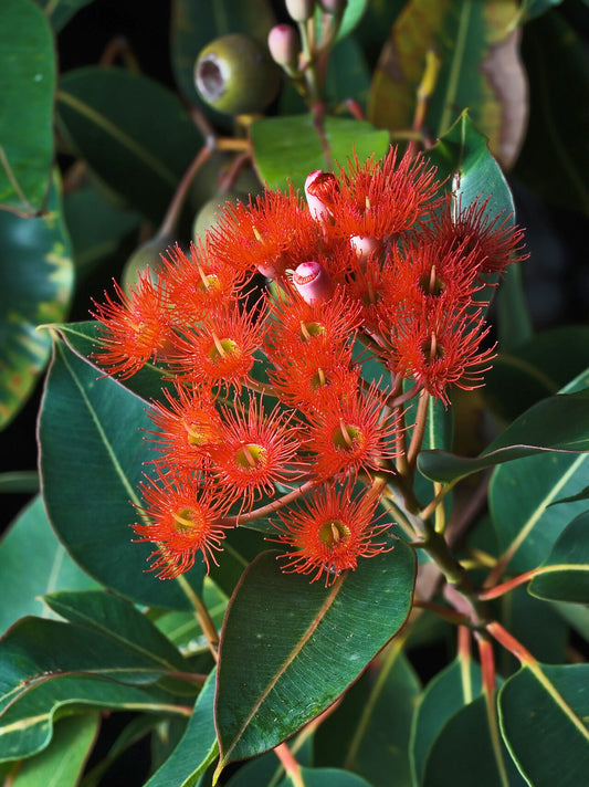 Corymbia Ficifolia - Red Flowering Gum