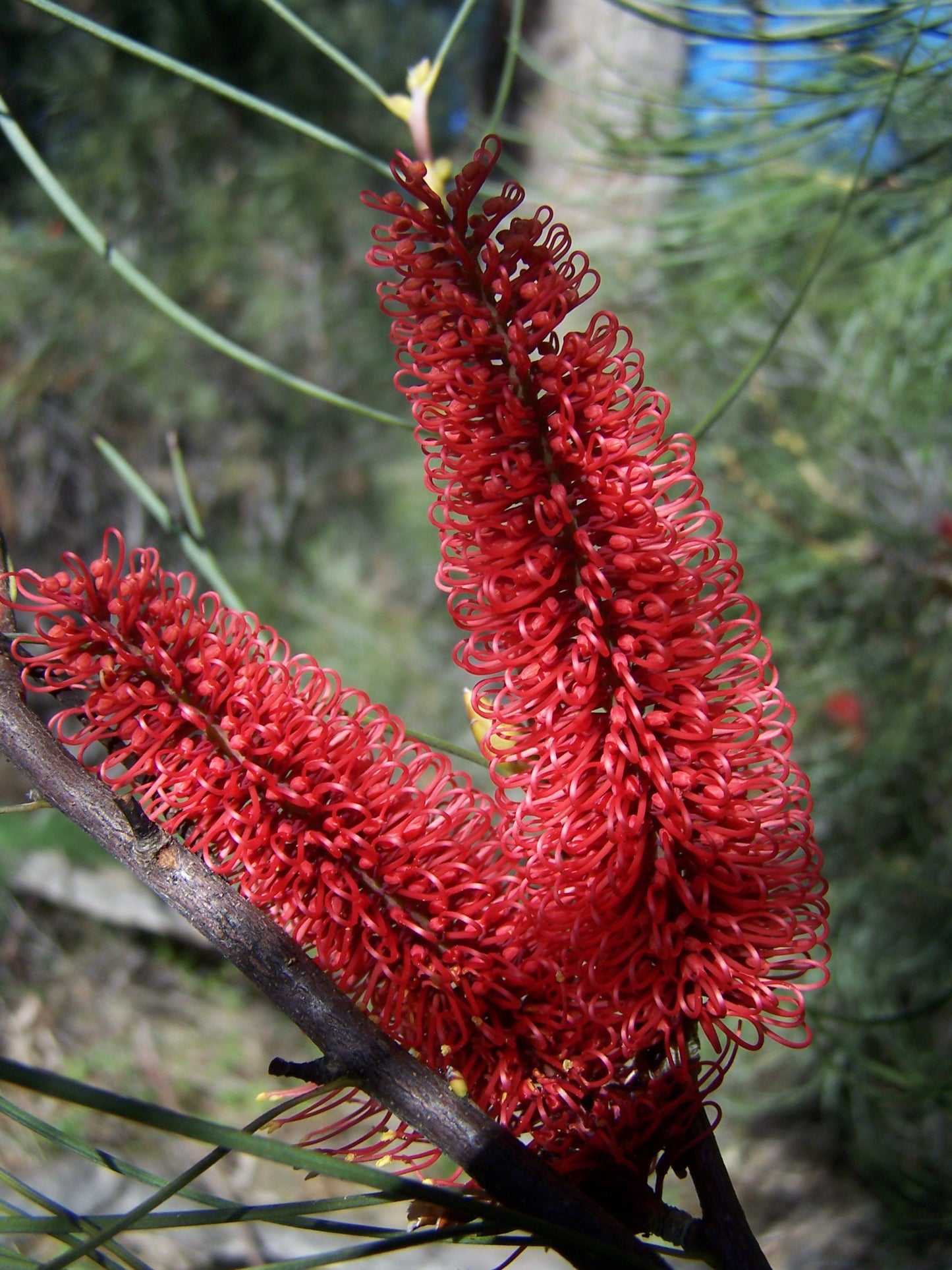 Hakea bucculenta - Red Pokers Tubestock | Native Tree Seedling