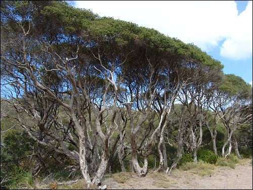 Melaleuca lanceolata - Moonah | Native Tree Seedling