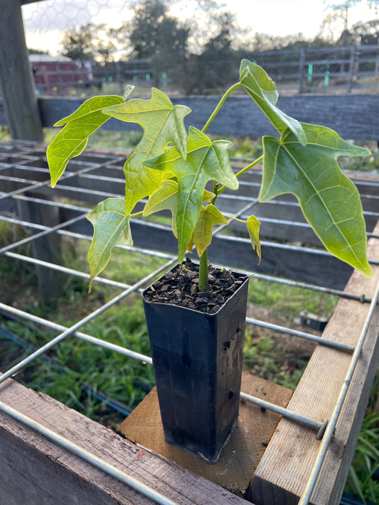 Brachychiton Acerifolius - Illawarra Flame Tree