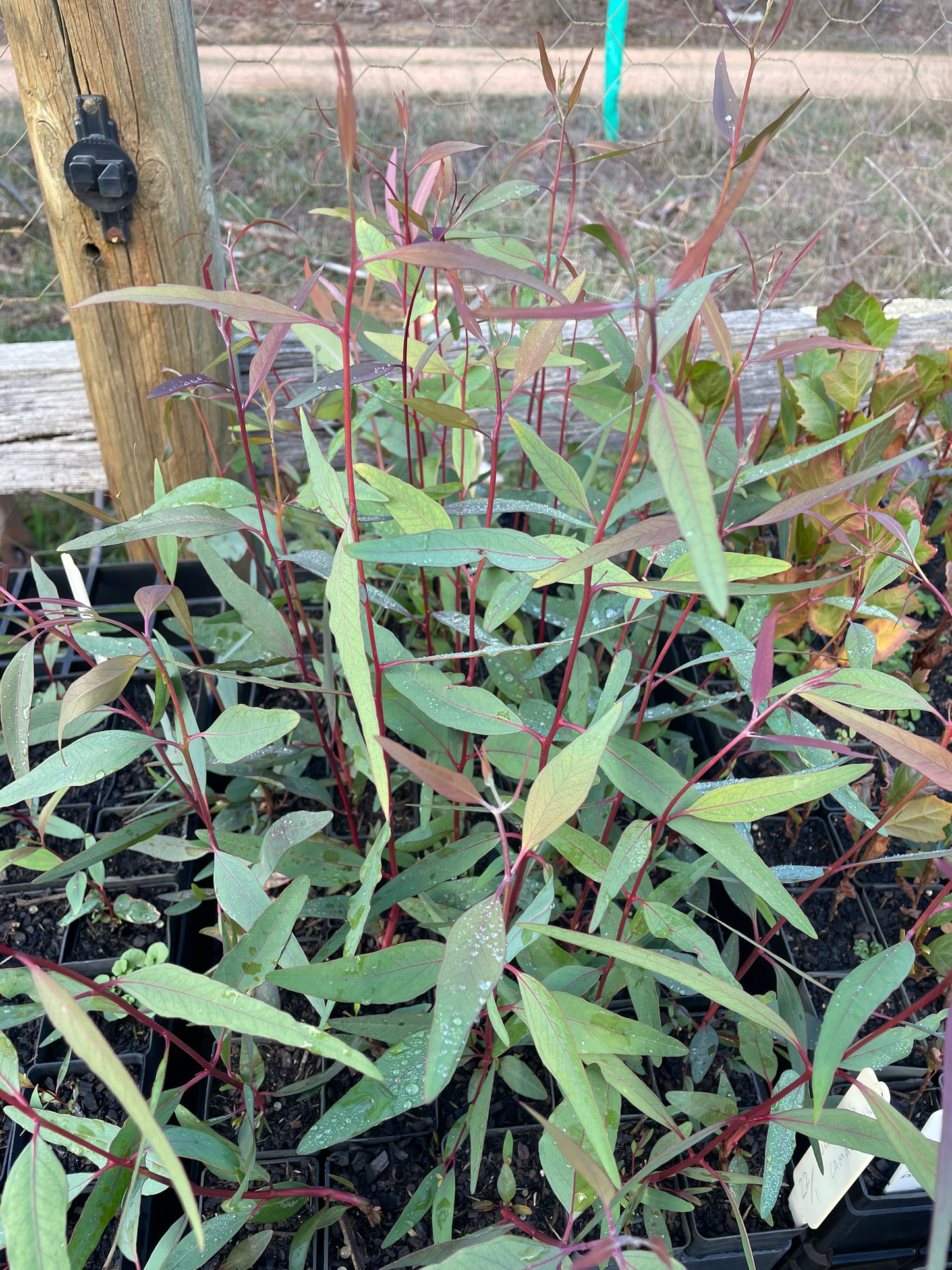 Eucalyptus Camaldulensis - River Red Gum
