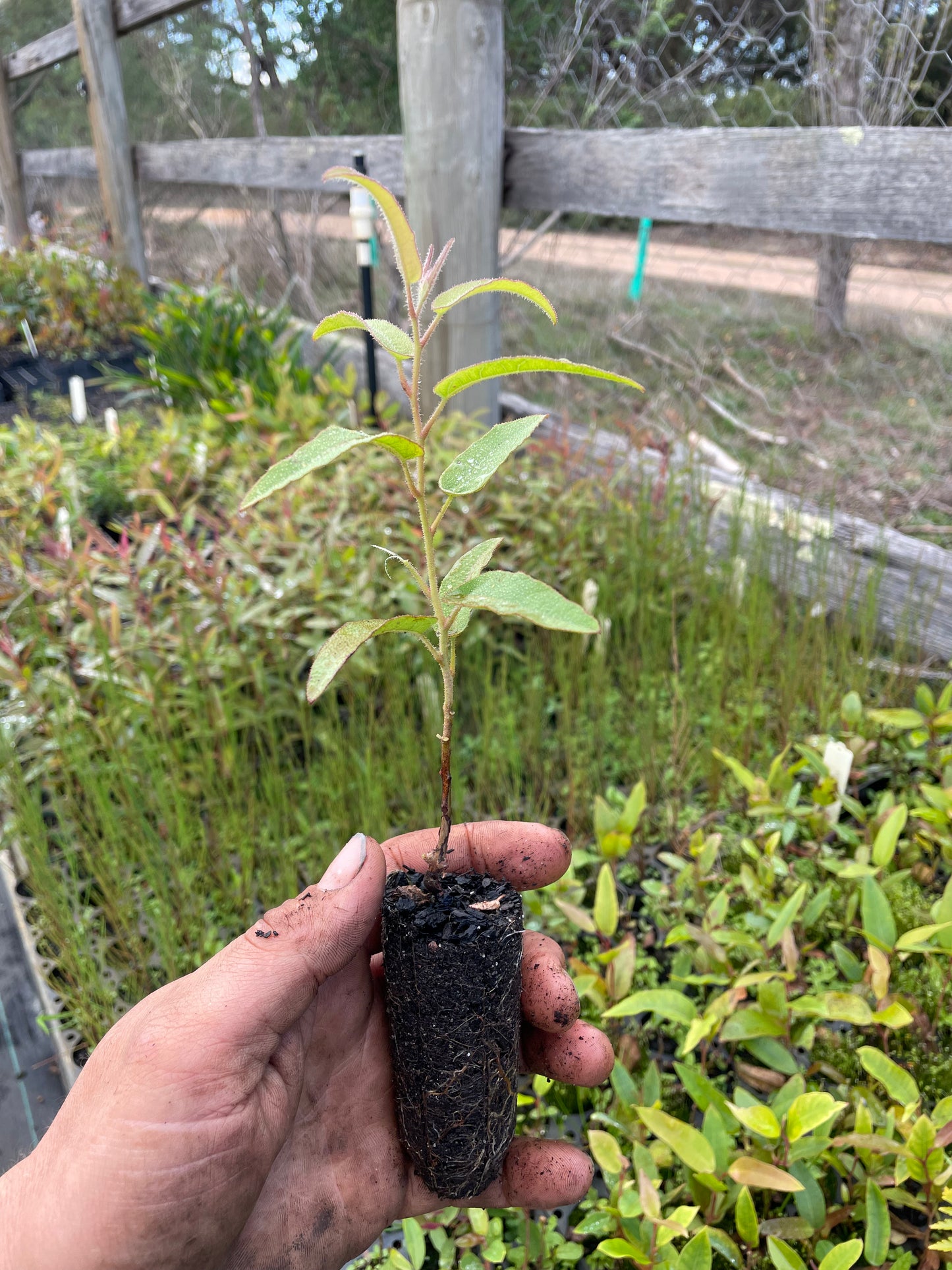 Corymbia Citridora - Lemon Scented Gum
