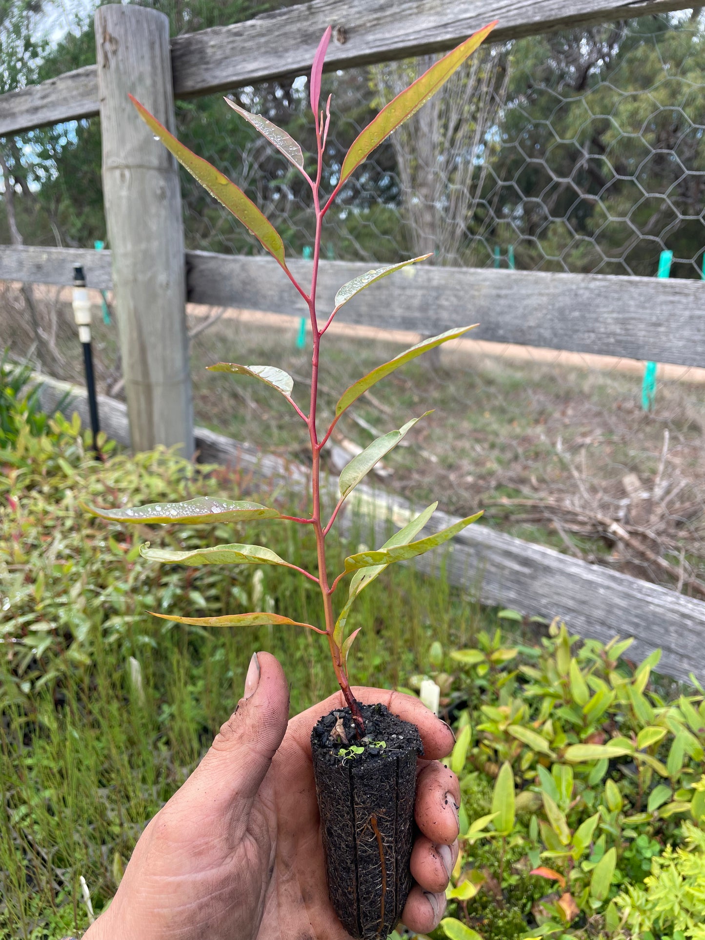 Eucalyptus Botryoides - Bangalay/Southern Mahogany