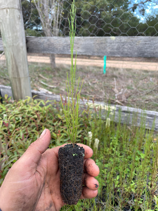 Casuarina Cunninghamiana - River She-oak
