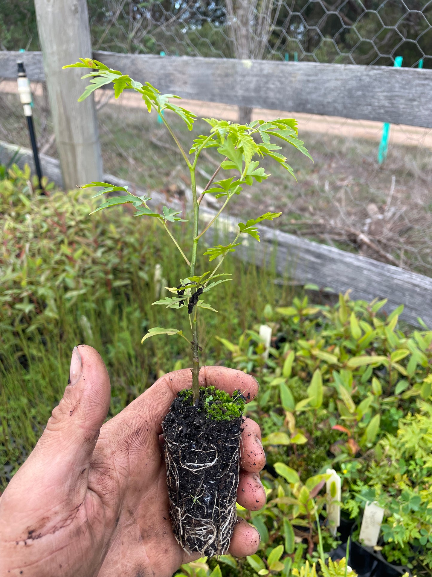Melia Azedarach - White Cedar