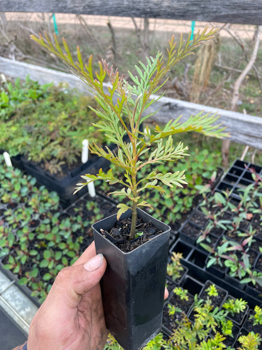 Grevillea Robusta - Silky Oak