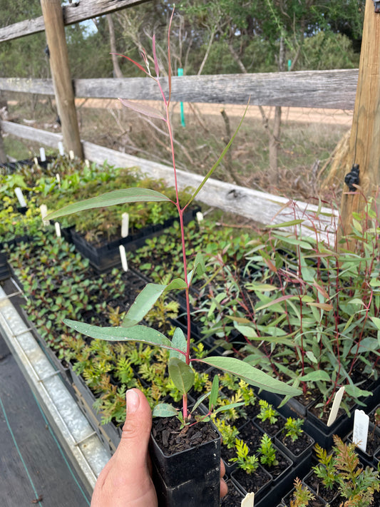 Eucalyptus Camaldulensis - River Red Gum