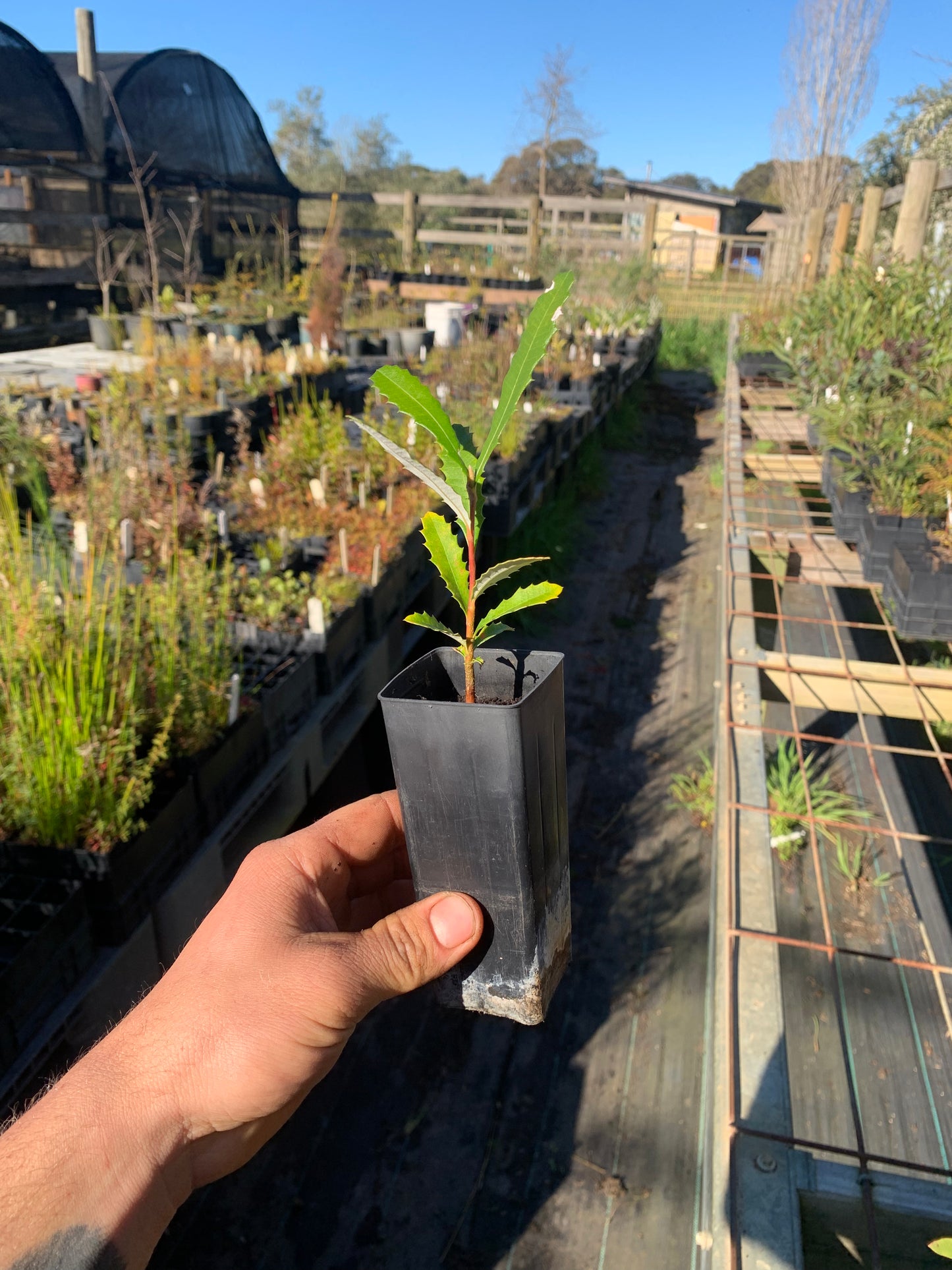 Banksia Integrifolia - Coastal Banksia | Native Tree Seedling