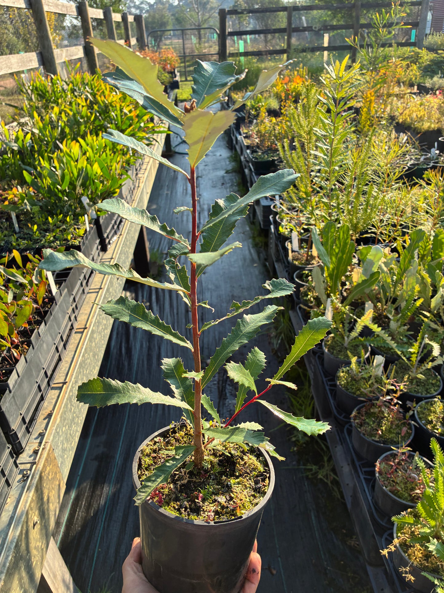 Banksia Marginata - Silver Banksia | Native Tree 1.5 Litre Pot