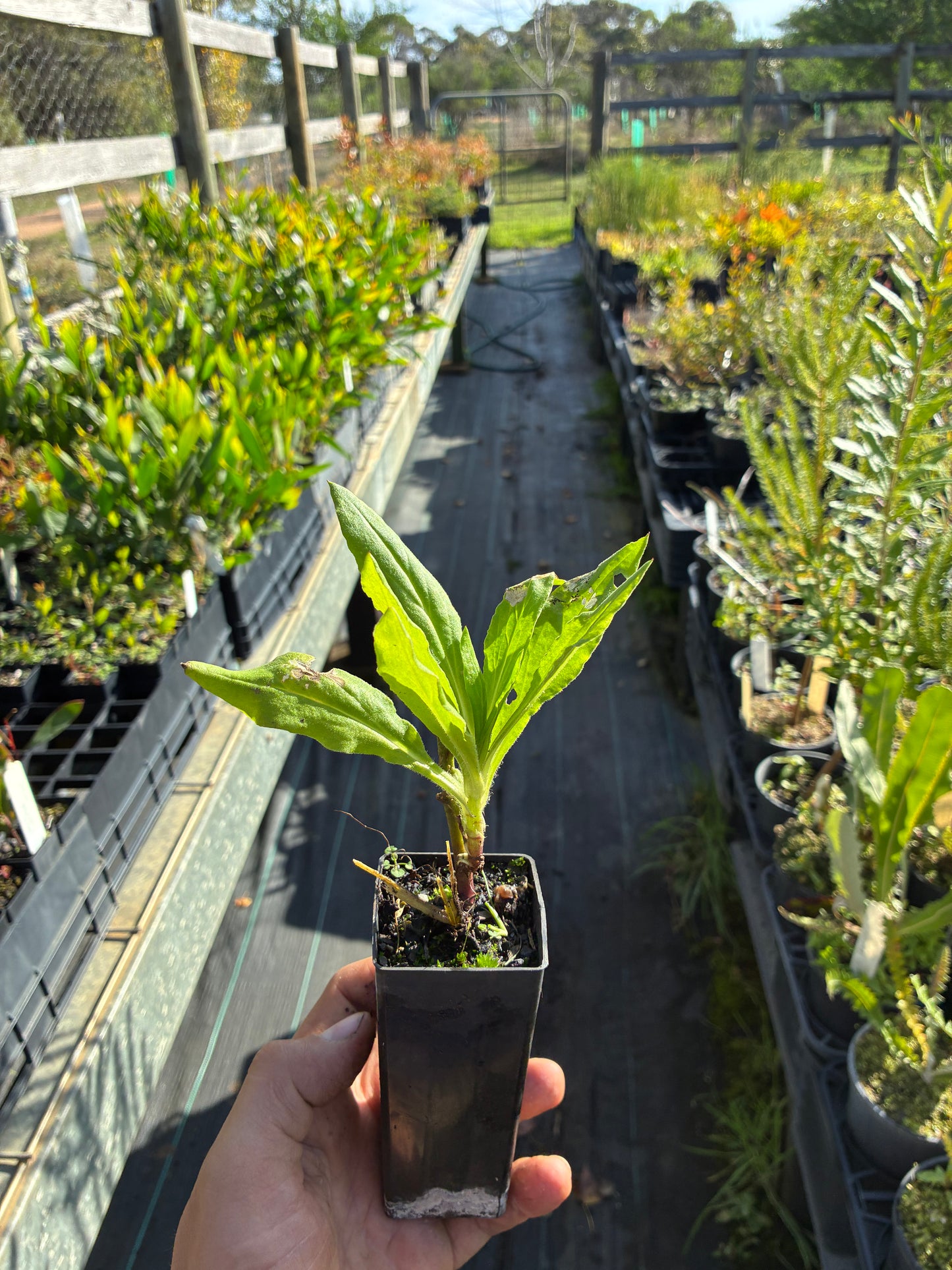 Xerochrysum bracteatum - Everlasting Daisy (Mixed Colours) Tubestock | Native Tree Seedling