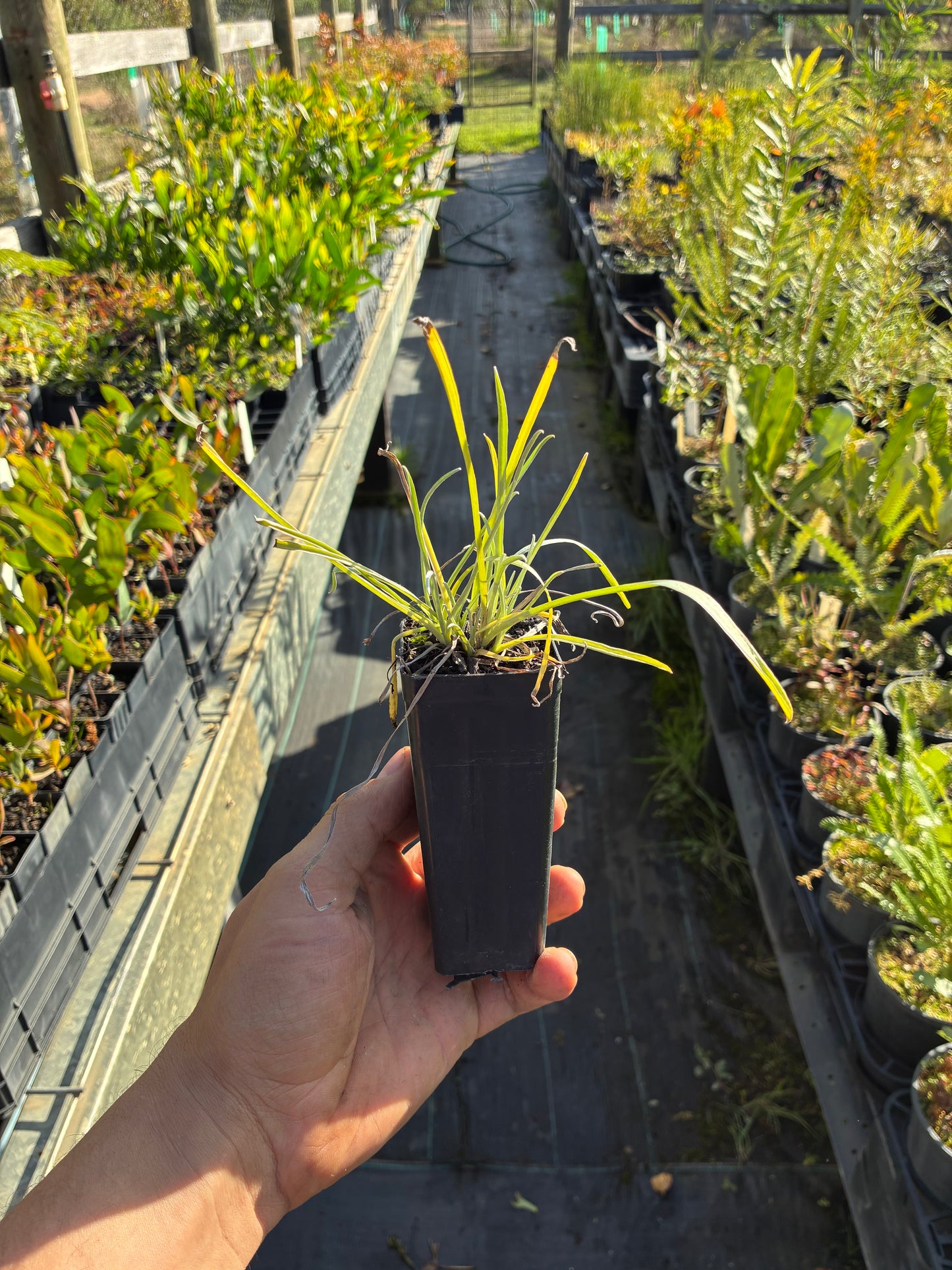 Craspedia globosa/Pycnosorus globosus - Billy Buttons Tubestock | Native Tree Seedling