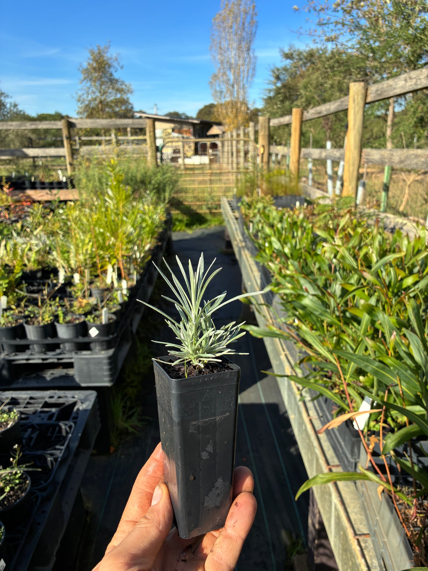 Helichrysum italicum - Curry Plant Tubestock | Culinary Seedling