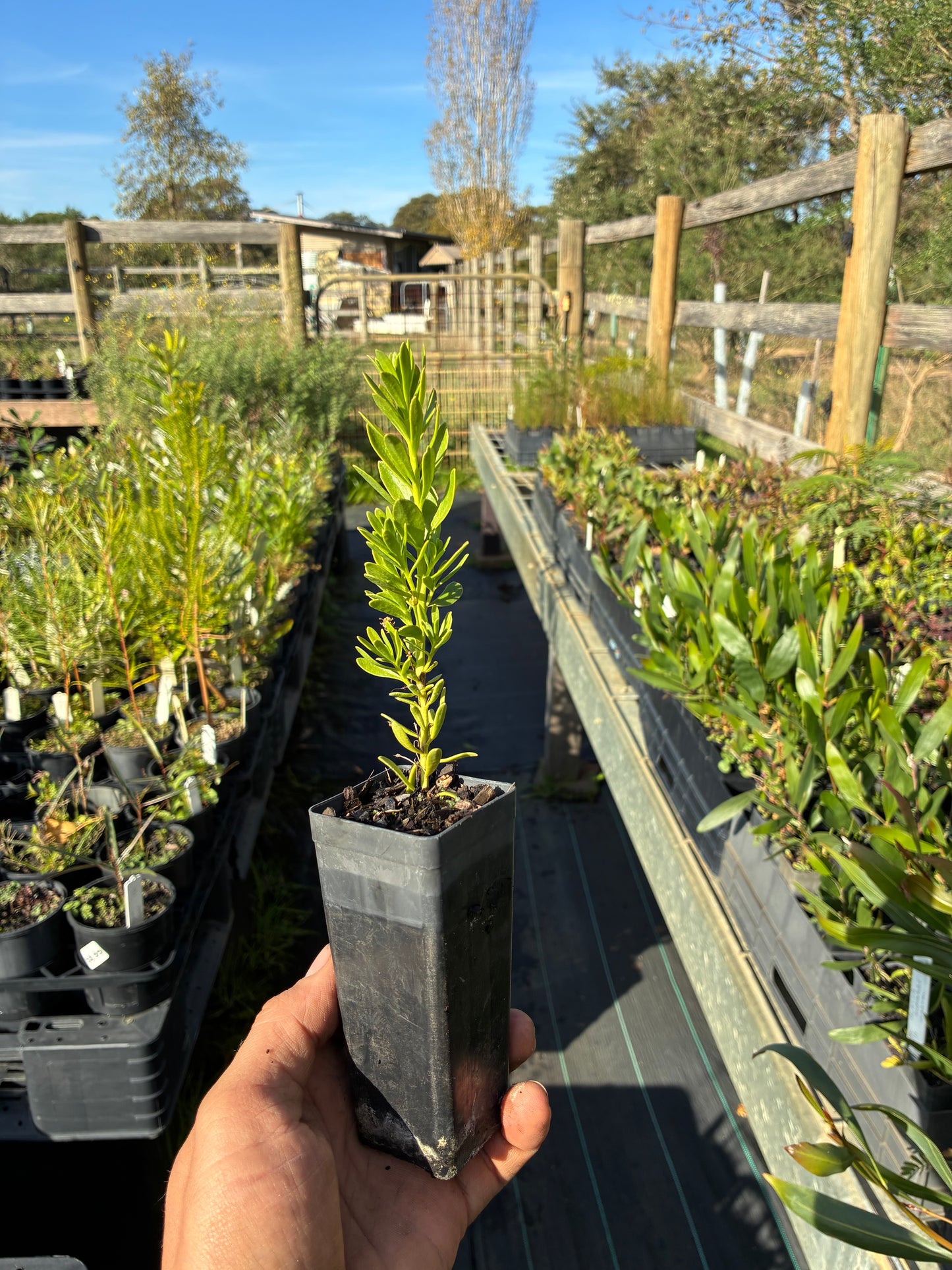 Myoporum parvifolium - Creeping Boobialla Tubestock | Native Tree Seedling