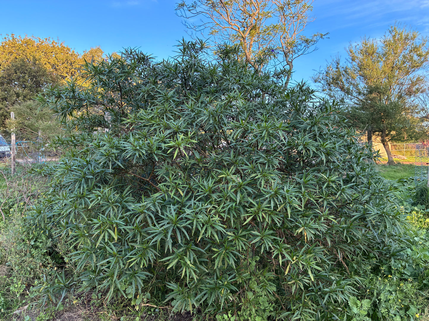 Solanum aviculare - Kangaroo Apple Tubestock | Native