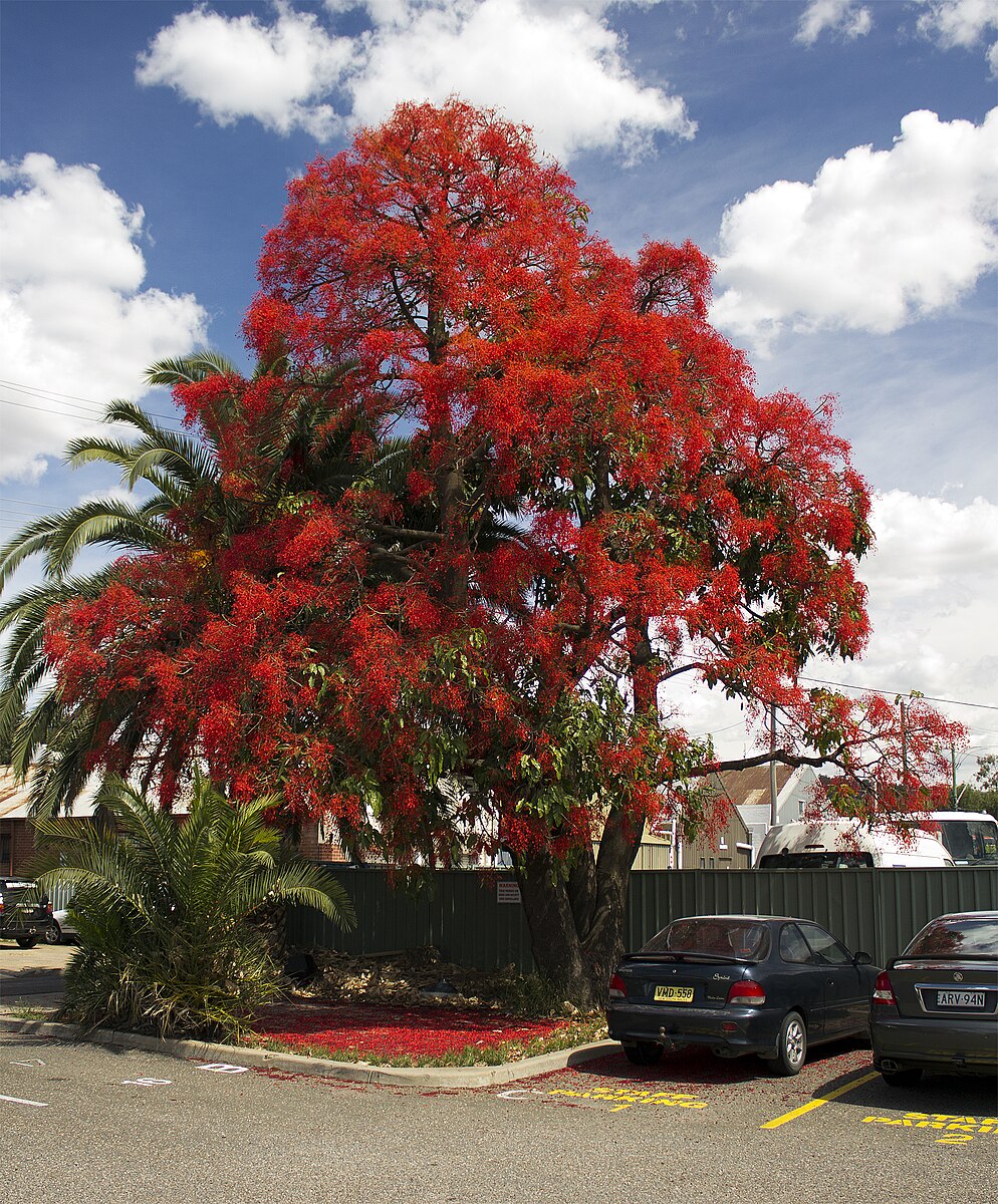 Brachychiton Acerifolius - Illawarra Flame Tree