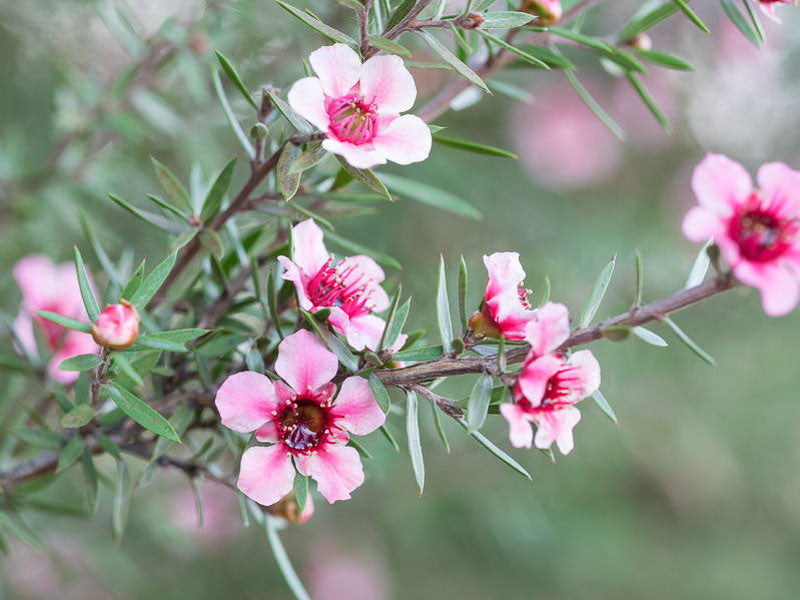 Leptospernum scoparium - Manuka Tubestock | Native Tree Seedling