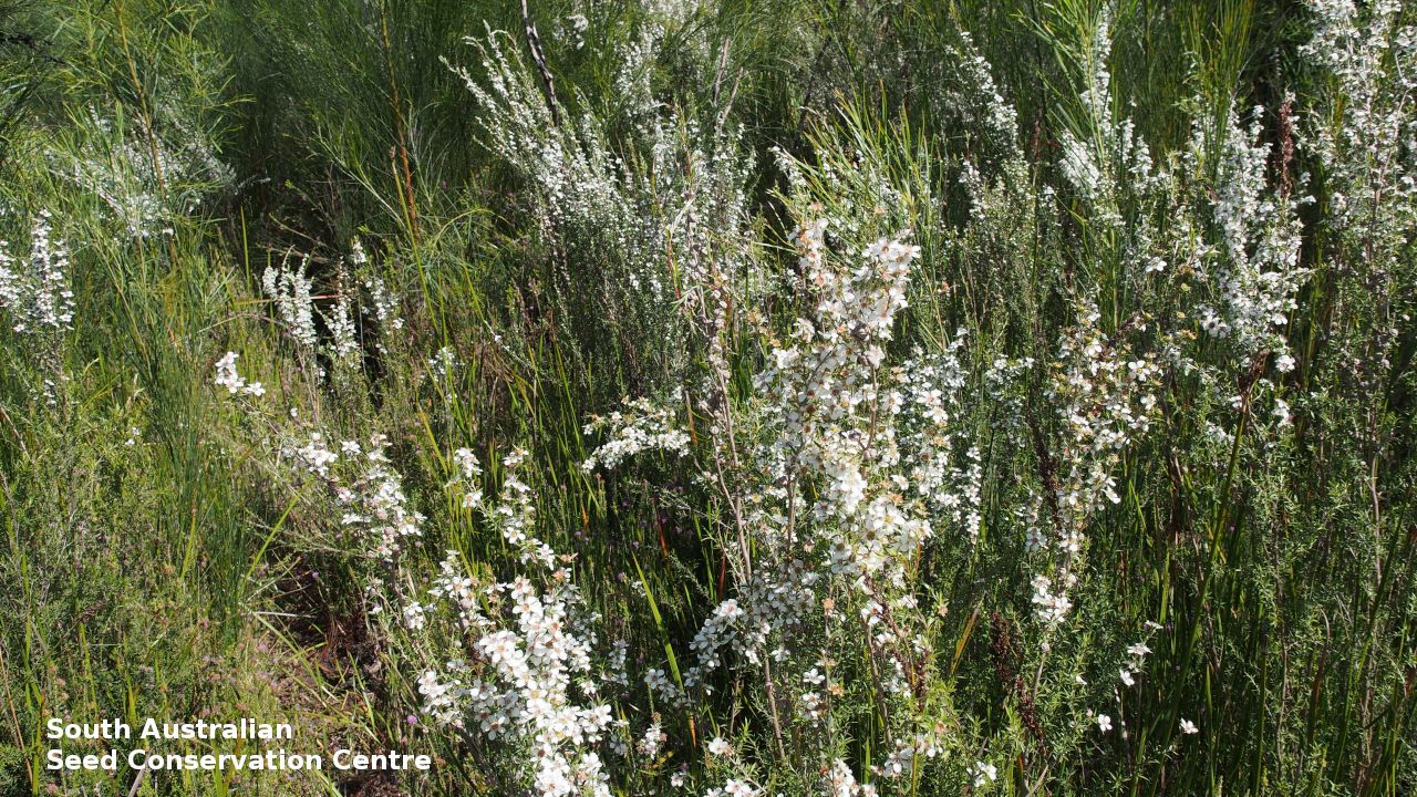 Leptospermum continentale - Prickly Tea Tree Tubestock | Native Tree Seedling