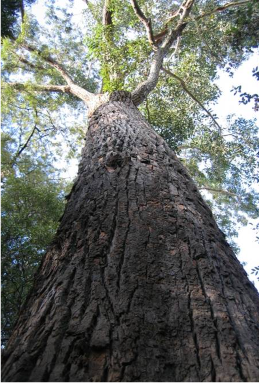Eucalyptus Botryoides - Bangalay/Southern Mahogany