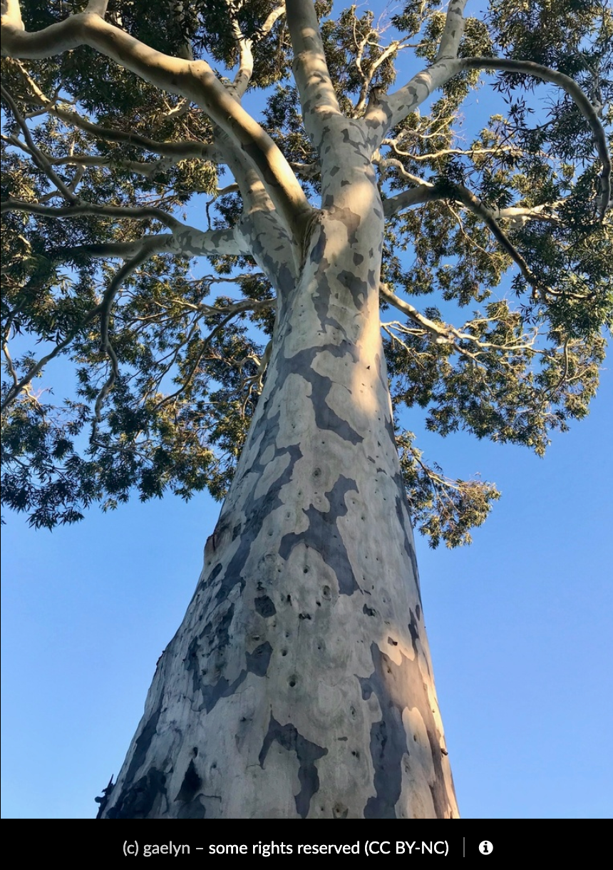 Corymbia Maculata - Spotted Gum Tubestock | Native Timber Tree Seedling