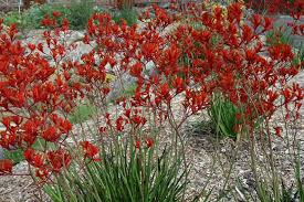 Anigozanthos flavidus - Tall Red Kangaroo Paw Tubestock | Native Tree Seedling