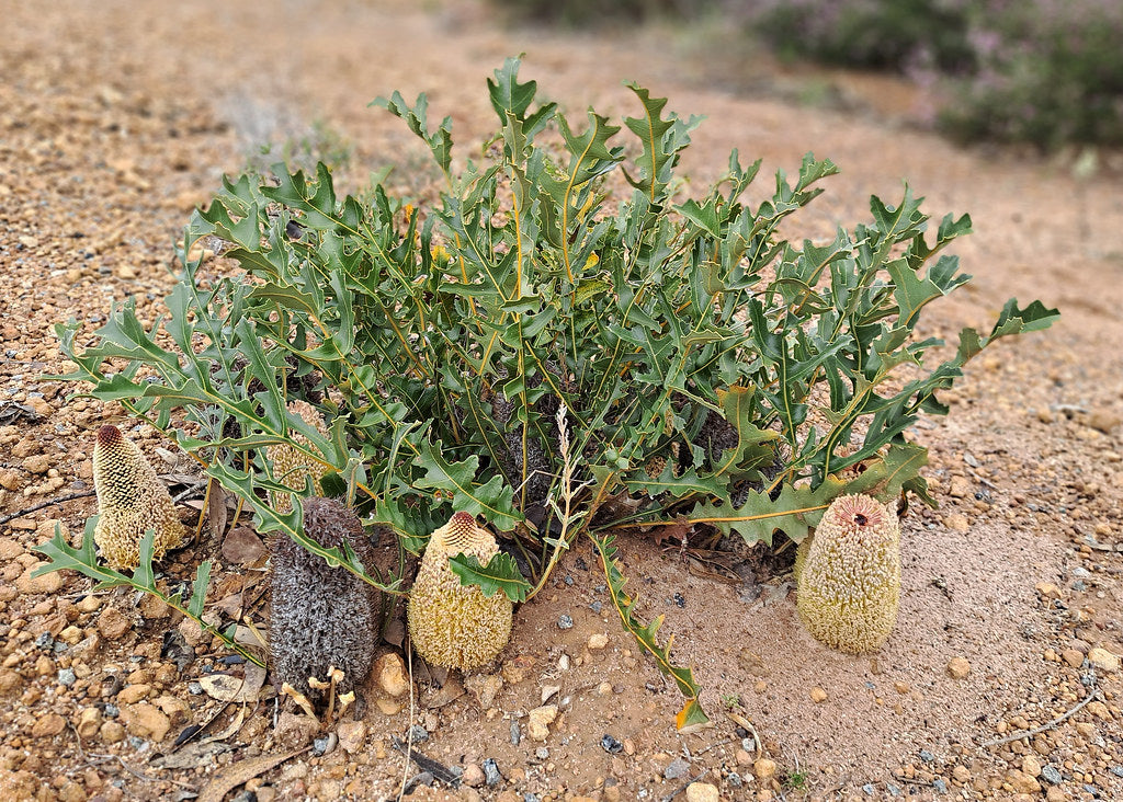 Banksia Repens - Creeping Banksia | Native Tree 1.5 Litre Pot