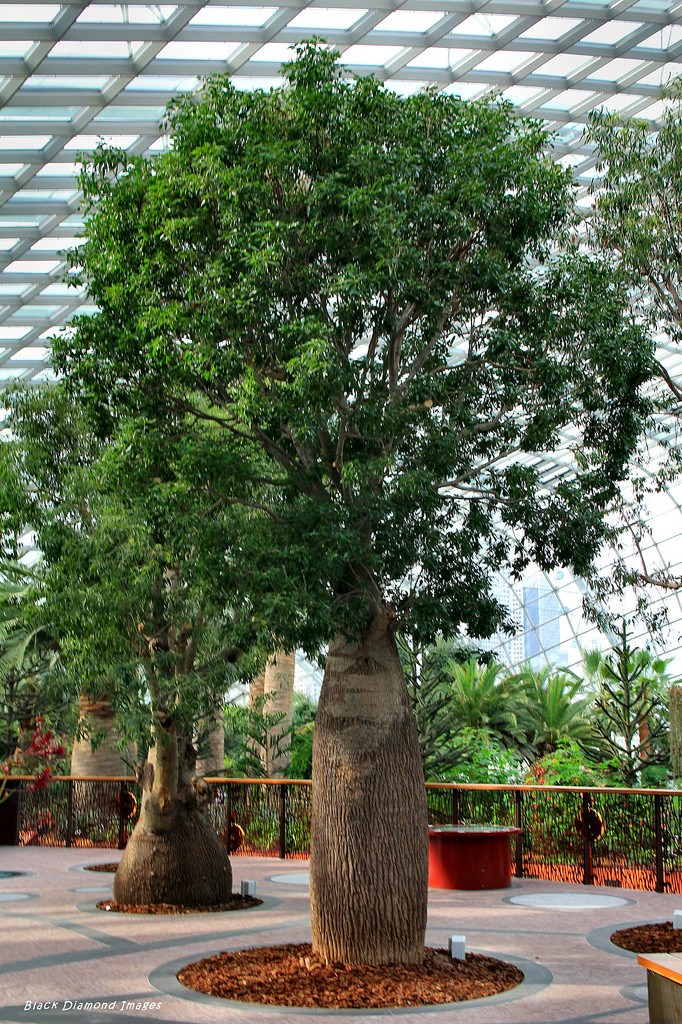 Brachychiton Rupestris - QLD Bottle Tree | Native Tree Seedling