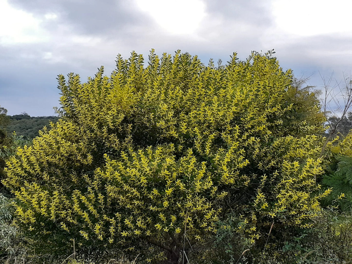 Acacia Sophorae - Coastal Wattle Tubestock | Native Tree Seedling