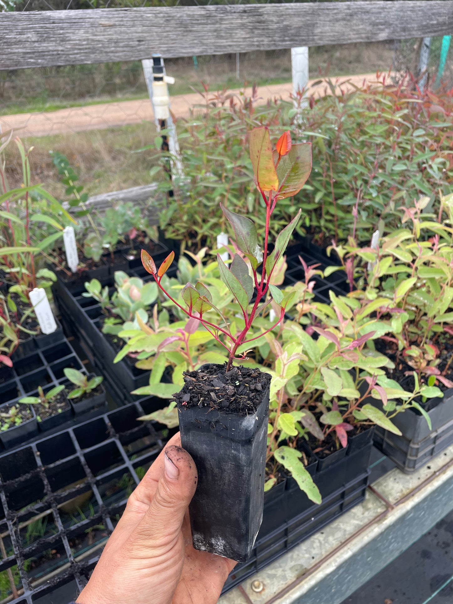 Eucalyptus caesia - Silver Princess