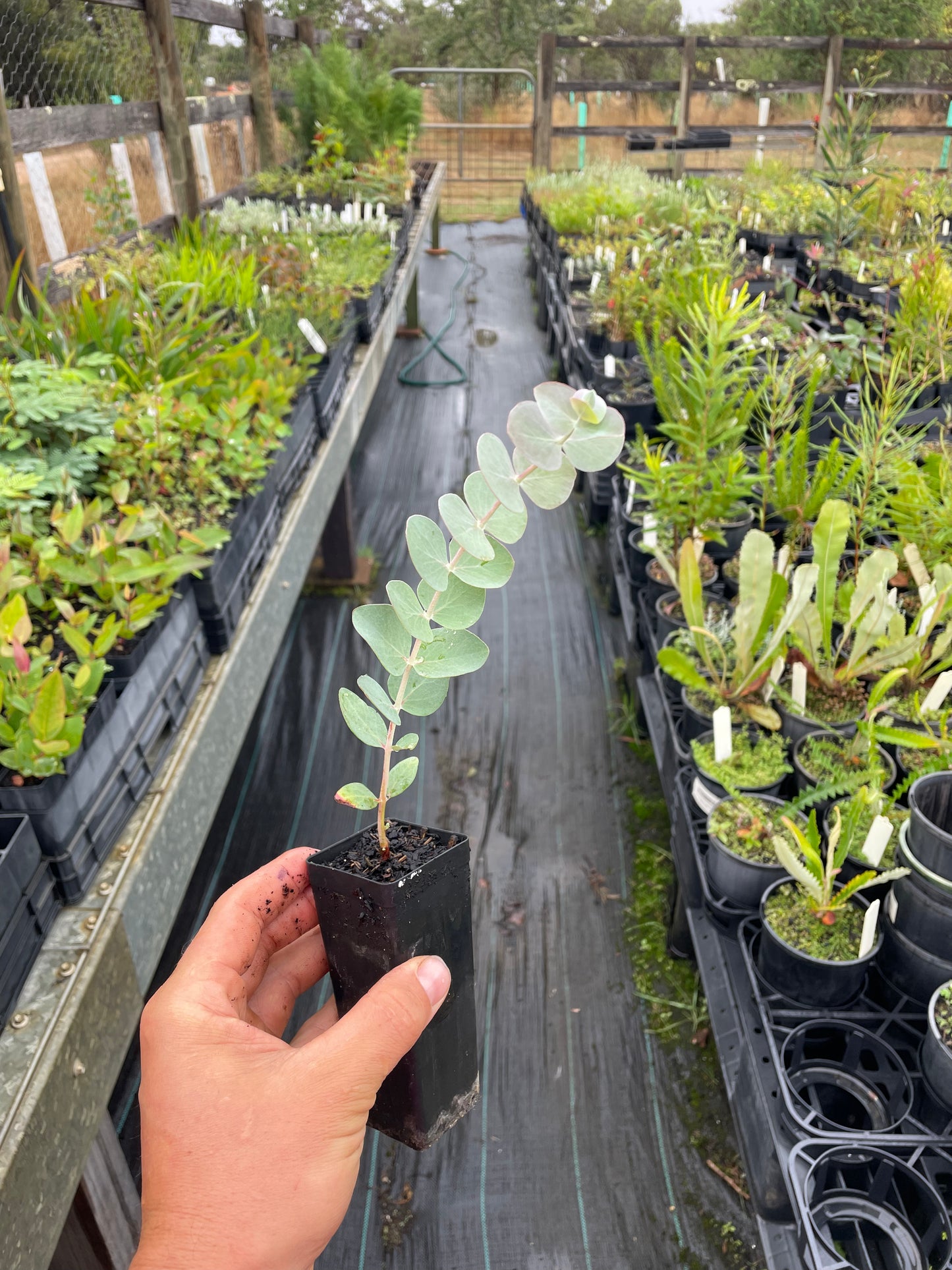 Eucalyptus pulverulenta -Silver Leaved Mountain Gum