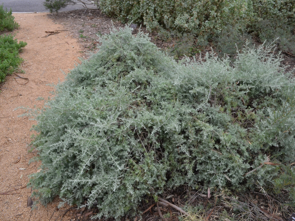 Enchylaena Tomentosa - Ruby Saltbush Tubestock | Native Shrub Seedling
