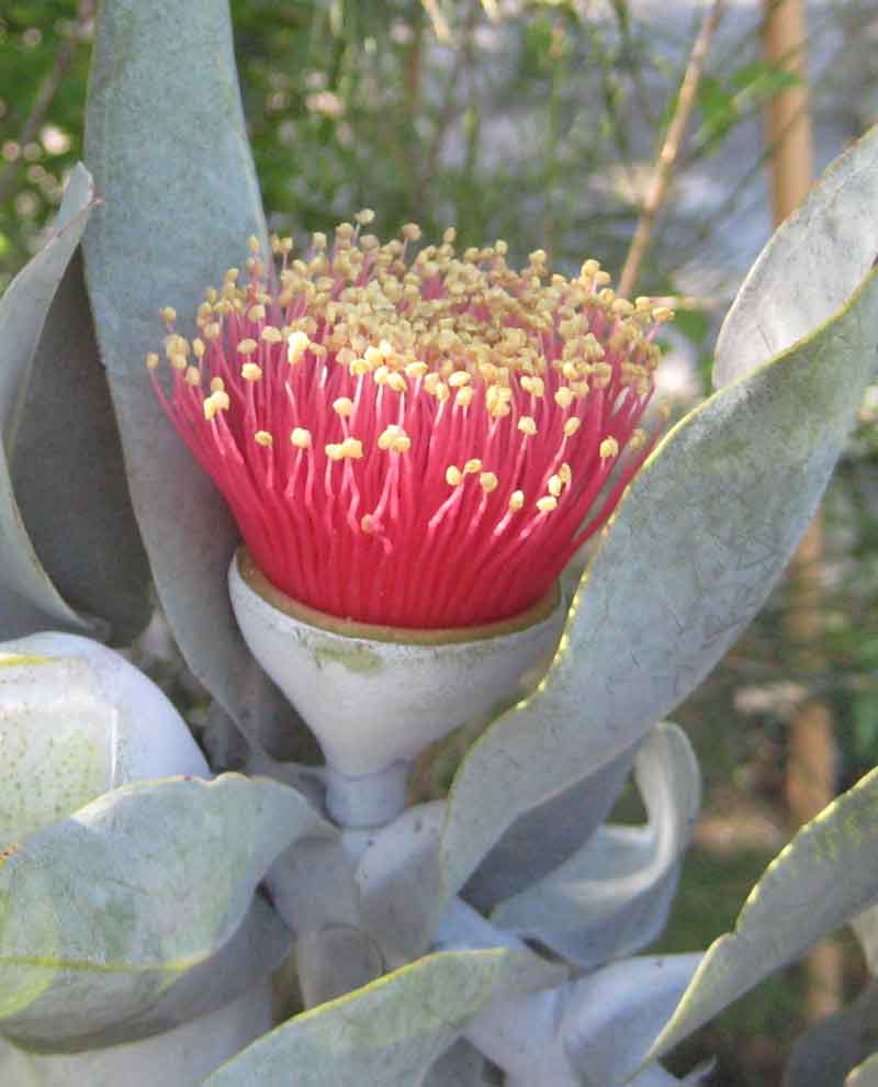 Eucalyptus Macrocarpa - Rose of the West/Mottelcah