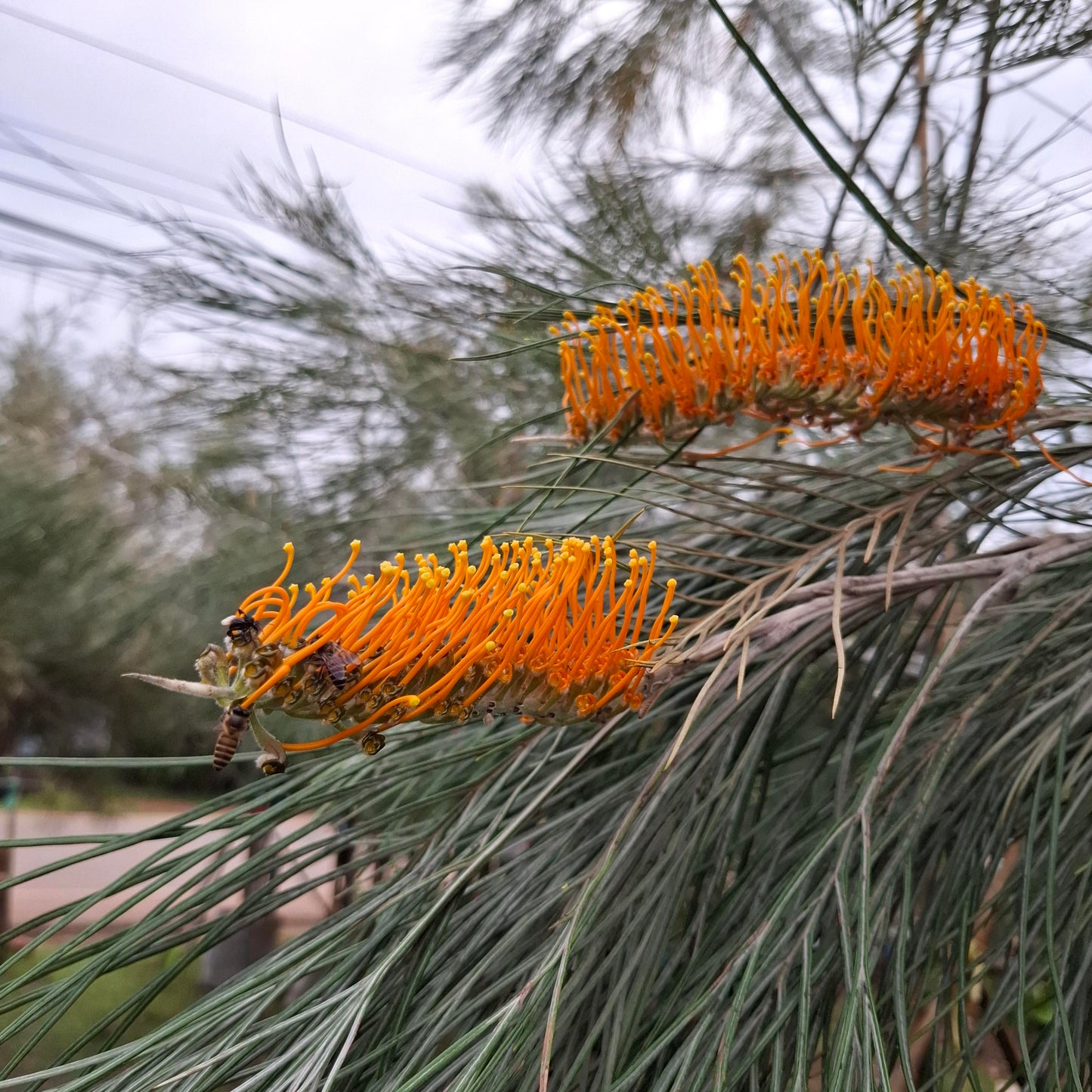 Grevillea pteridifolia - Golden Grevillea | Native Tree Seedling