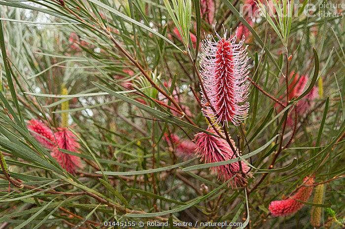 Hakea francisiana - Emu Tree Tubestock | Native Tree Seedling