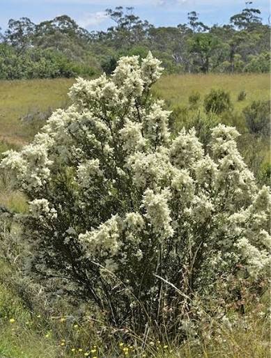Bursaria spinosa - Sweet Bursaria Tubestock | Native Tree Seedling