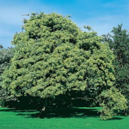 Acacia Baileyana - Cootamundra Wattle Tubestock | Native Tree Seedling