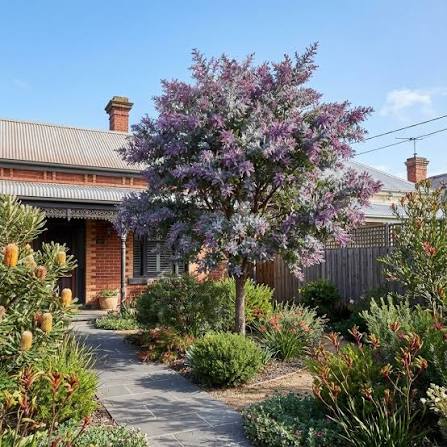 Acacia Baileyana 'Purpurea' - Purple Cootamundra Wattle | Native Tree Seedling