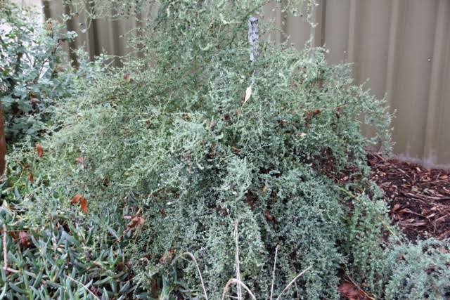 Maireana Brevifolia - Small-Leaved Bluebush Tubestock | Native Shrub Seedling