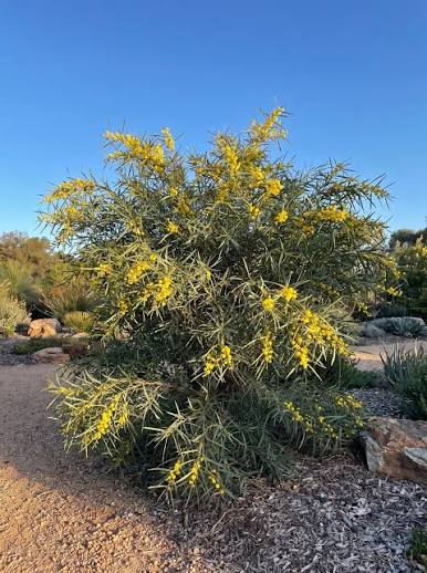 Acacia iteaphylla - Flinders Range Wattle Tubestock | Native Tree Seedling