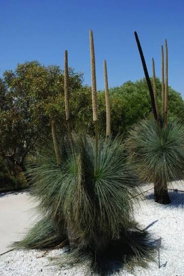 Xanthorrhoea glauca - Blue Grass Tree | Native Plant 1.5L Pot