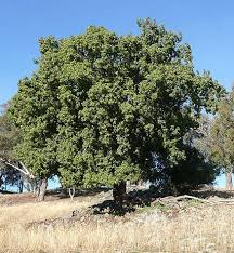 Brachychiton Populneus - Kurrajong