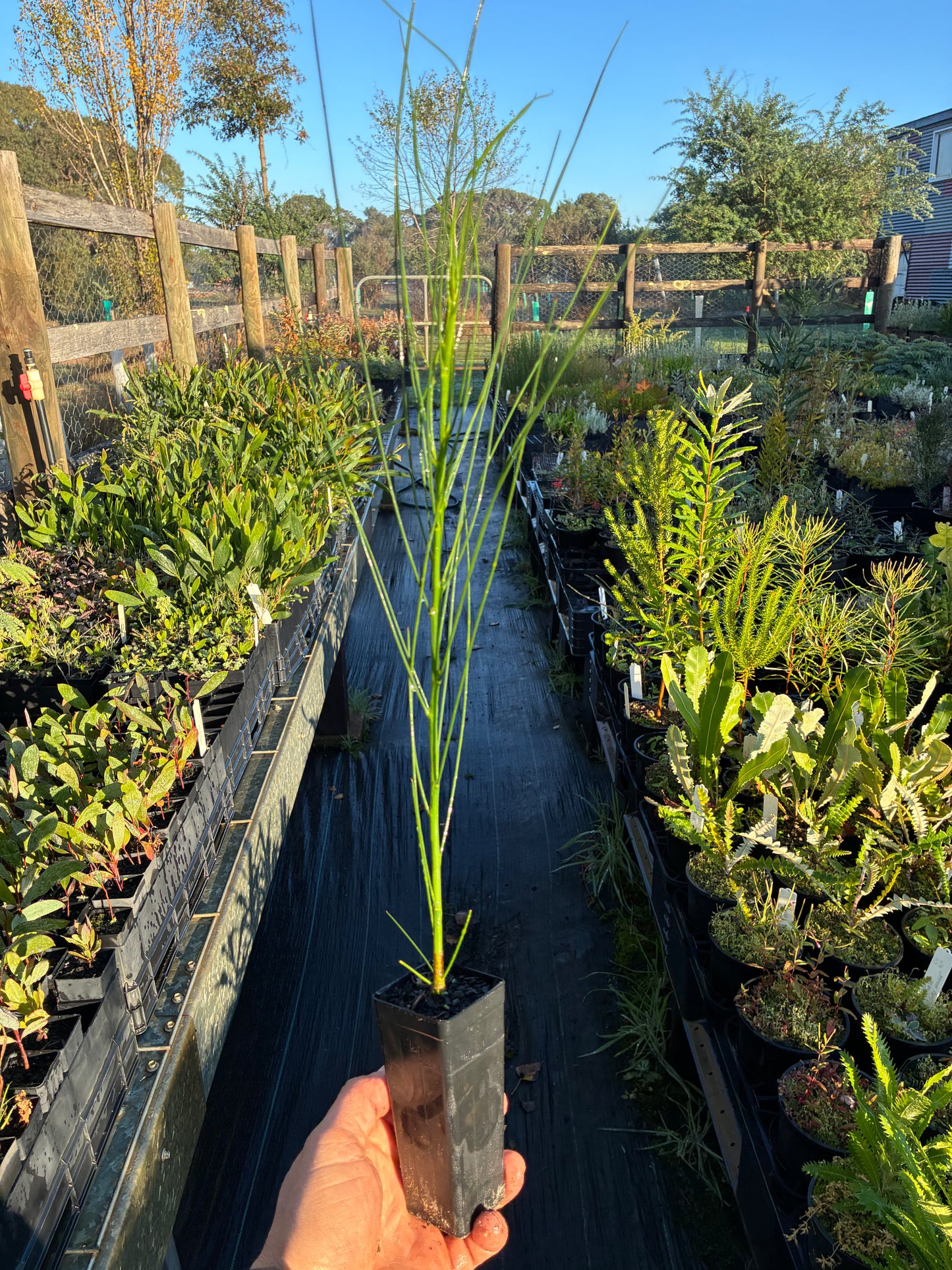 Viminaria juncea - Golden Spray Tubestock | Native Tree Seedling