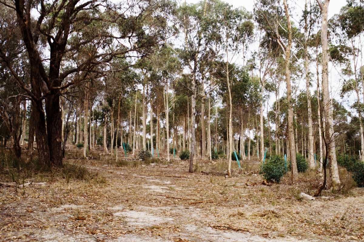 Eucalyptus cladocalyx - Sugar Gum Tubestock | Native Tree Seedling