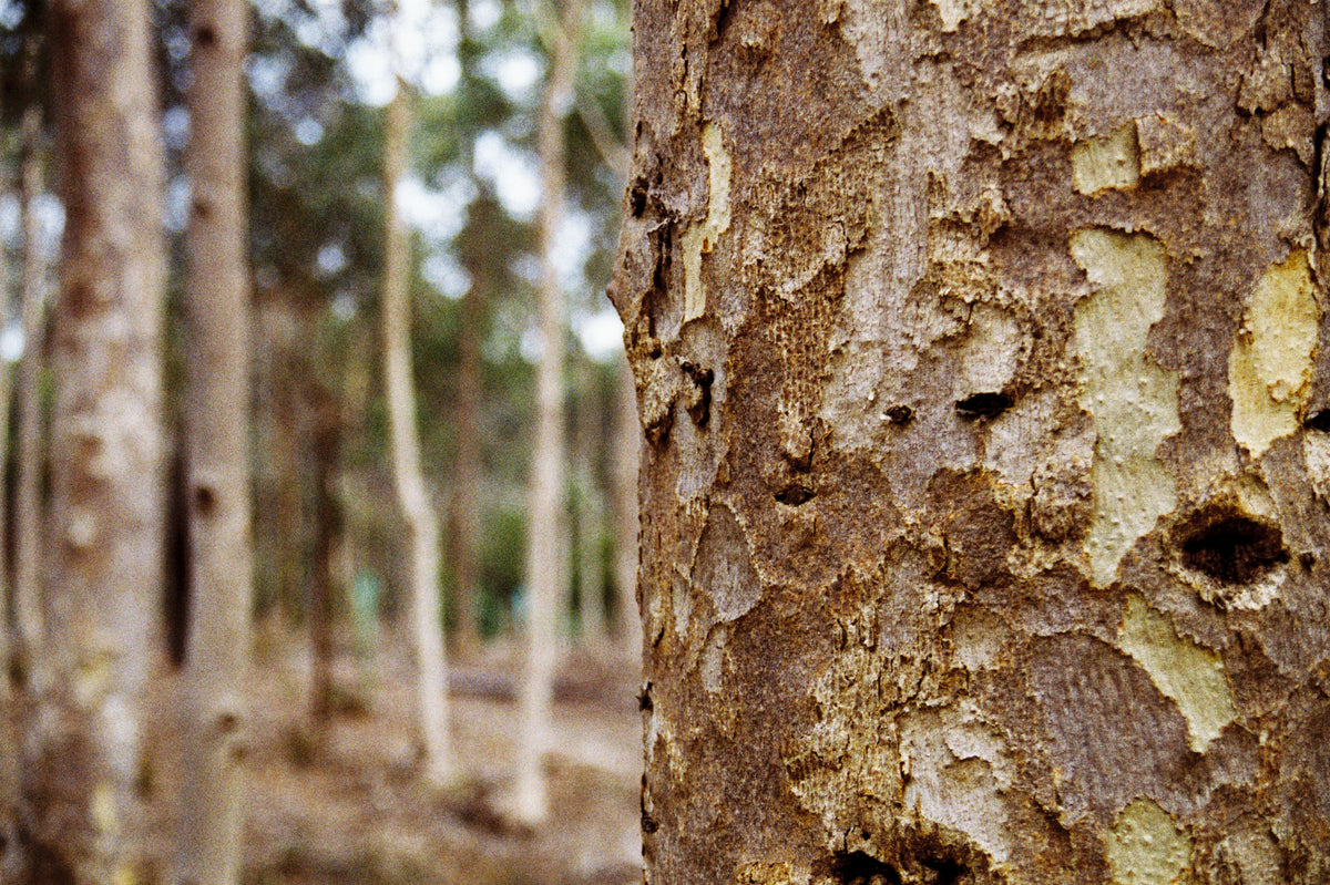 Eucalyptus cladocalyx - Sugar Gum Tubestock | Native Tree Seedling