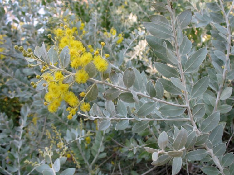 Acacia podalyriifolia - Queensland Silver Wattle Tubestock | Native Tree Seedling