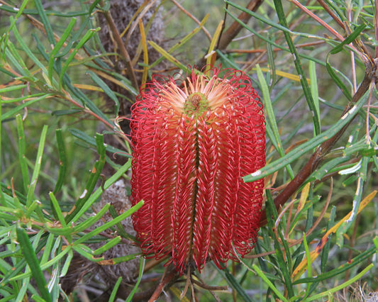 Banksia Occidentalis - Swamp Banksia | Native Tree 1.5 Litre Pot